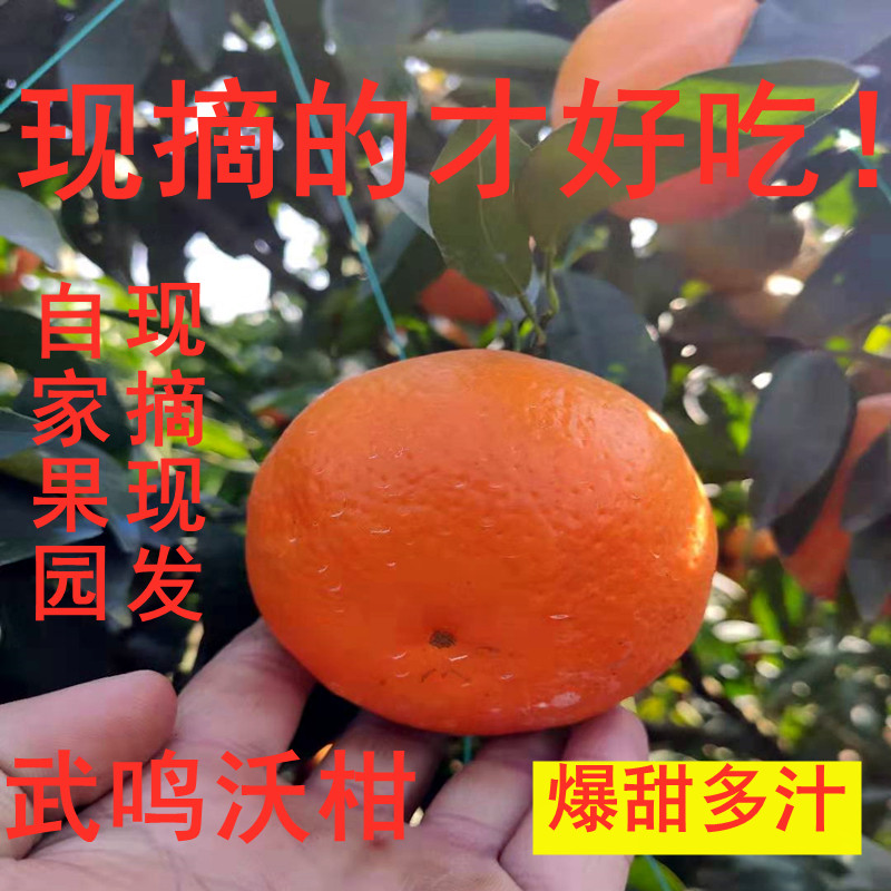 正宗广西沃柑新鲜水果纯甜不酸一级大果非德庆贡柑现摘现发10斤,水产肉类/新鲜蔬果/熟食,桔子,淘宝优惠券,粉丝福利购,淘宝优惠卷