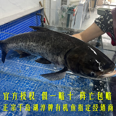 正宗千岛湖淳牌有机胖头鱼
