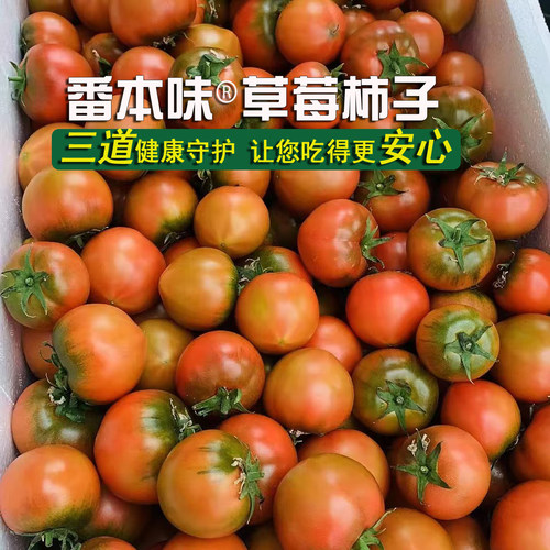 新鲜上市草莓西红柿黛戴安娜蜂柿水果铁皮柿子现摘番茄海阳自然熟