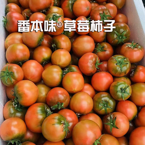 新鲜上市草莓西红柿黛戴安娜蜂柿水果铁皮柿子现摘番茄海阳自然熟