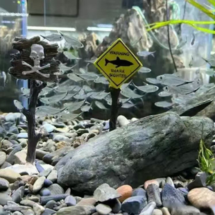 观赏鱼活体鱼苗热带鱼黑尾大勾群游鱼小型