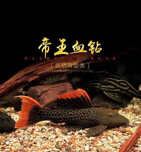 异型鱼热带淡水顺丰包邮