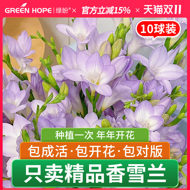 香雪兰种球小苍兰混色重瓣鲜花盆栽种子大种球花卉四季开花带花苞