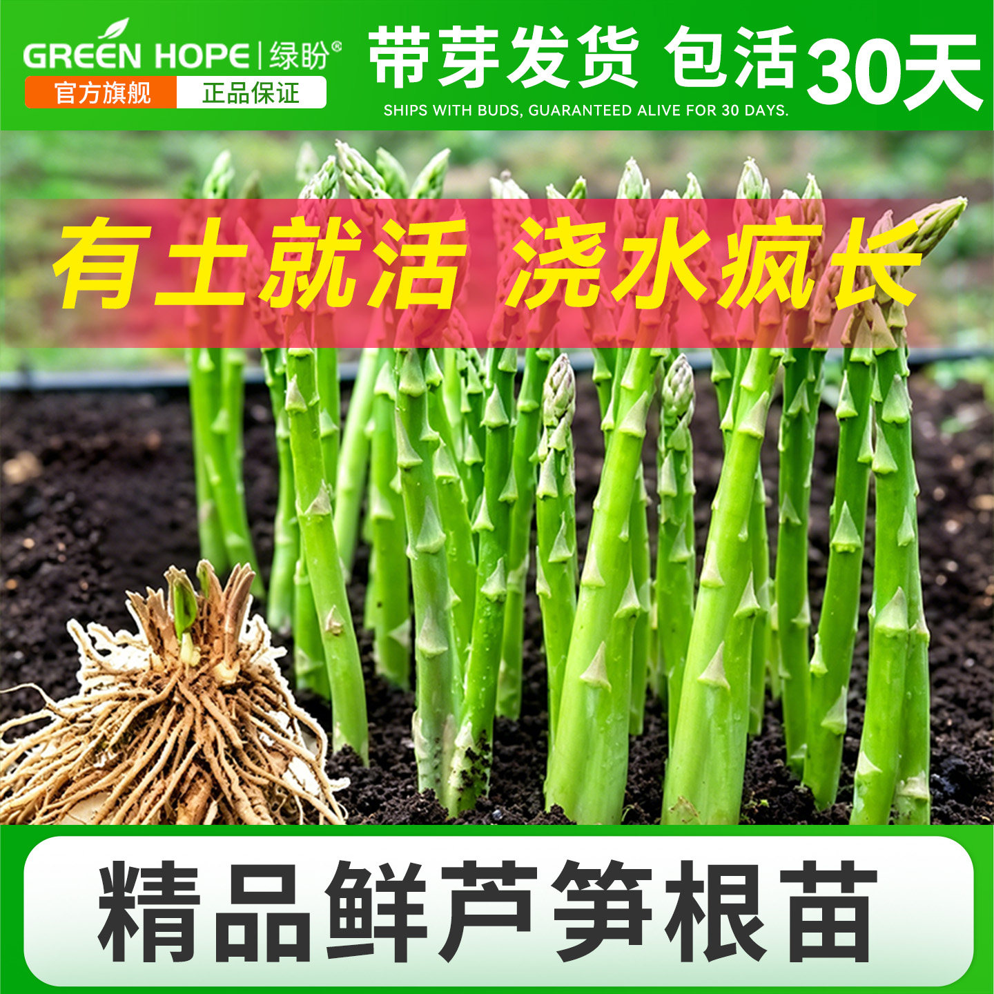 芦笋根苗带土种苗新鲜批发四季种籽抗热耐寒卢笋阳台盆栽蔬菜秧苗