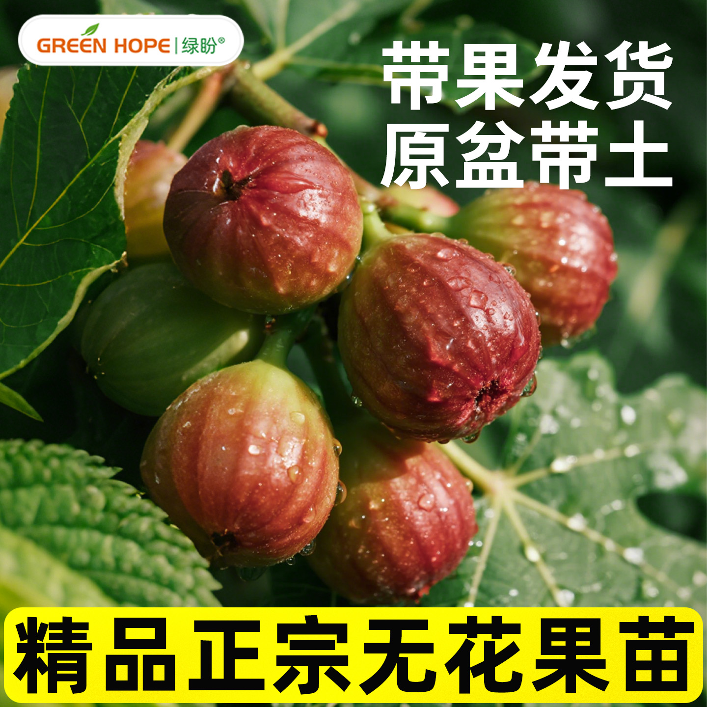 无花果树果苗特大果带果盆栽南方北方矮化种植波姬红耐寒四季可种