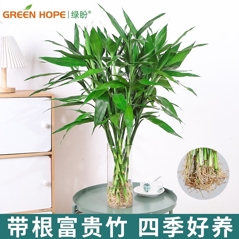 水培植物带根富贵竹养四季