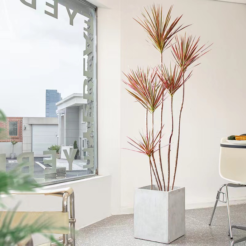 千年木盆栽龙血树马尾铁北