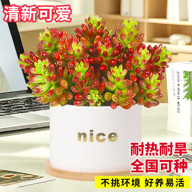 多肉植物虹之玉锦老桩多头大株室内桌面花卉肉肉新手好养净化空气