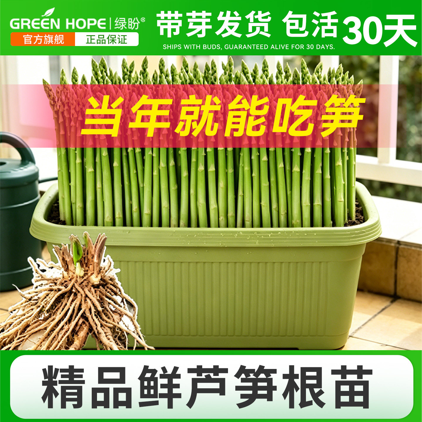 芦笋根苗带土种苗新鲜批发四季种籽抗热耐寒卢笋阳台盆栽蔬菜秧苗