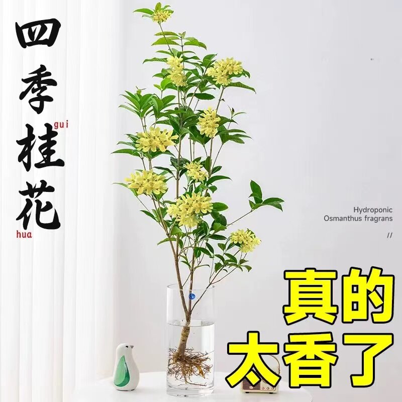 水培四季桂花树苗阳台盆栽室内水养浓香型花卉室内办公桌好养植物