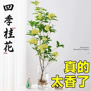 水培四季桂花树苗阳台盆栽室内水养浓香型花卉室内办公桌好养植物