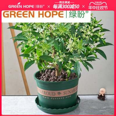 夜来香花树苗浓香型花卉室内九里香盆栽庭院驱蚊植物老桩四季开花 鲜花速递/花卉仿真/绿植园艺 时令草本花卉 原图主图