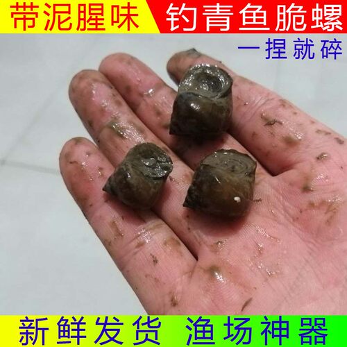 脆螺钓青鱼鱼饵鲜活钓鱼活体