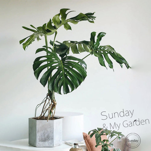 大型盆栽植物室内多少钱 大型盆栽植物室内价格 小麦优选