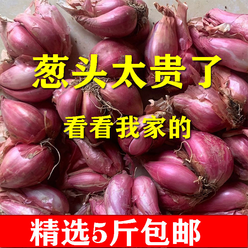 新鲜5斤食用广东四川小葱头