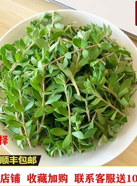 垂盆草盆栽药用中药材正宗新鲜食用同款养肝护肝解毒种植物苗