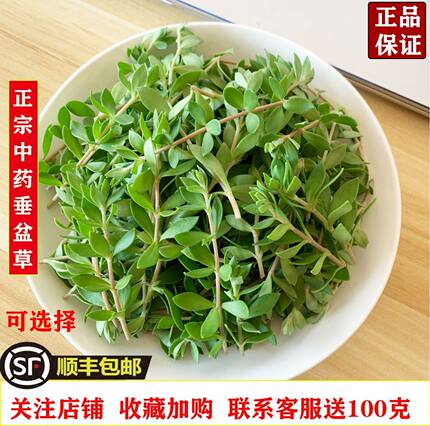 垂盆草盆栽药用中药材正宗新鲜食用同款养肝护肝解毒种植物苗