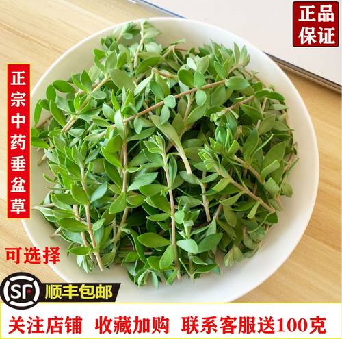 正宗垂盆草护肝解毒茶垂盆草