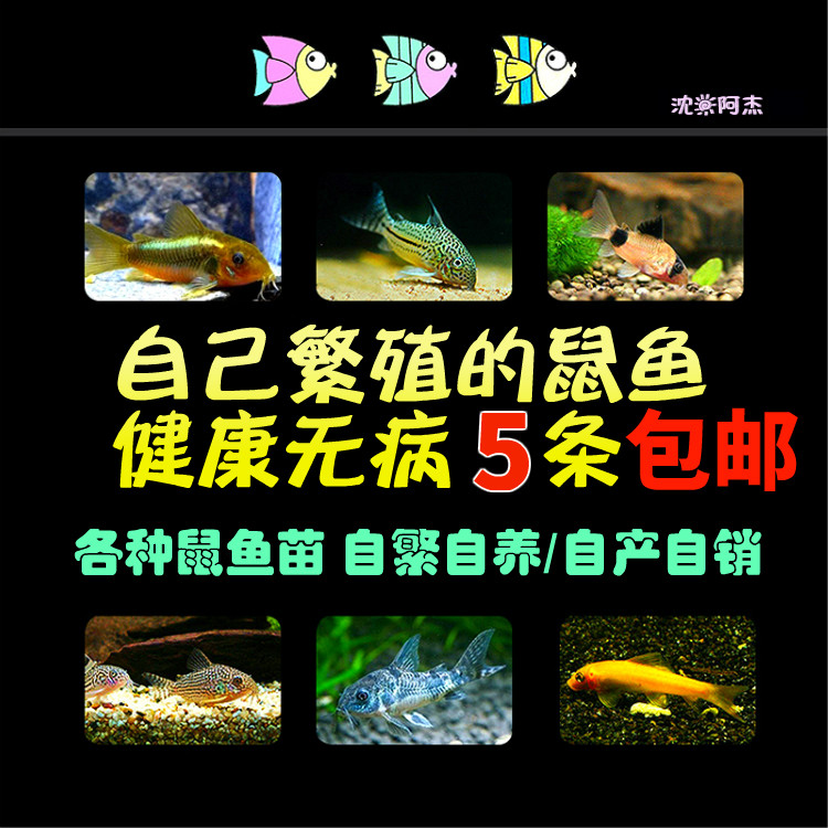 沈阳阿杰金线金鼠鱼老鼠鱼南美观赏鱼工具鱼剩饵底层鱼水族淡水鱼