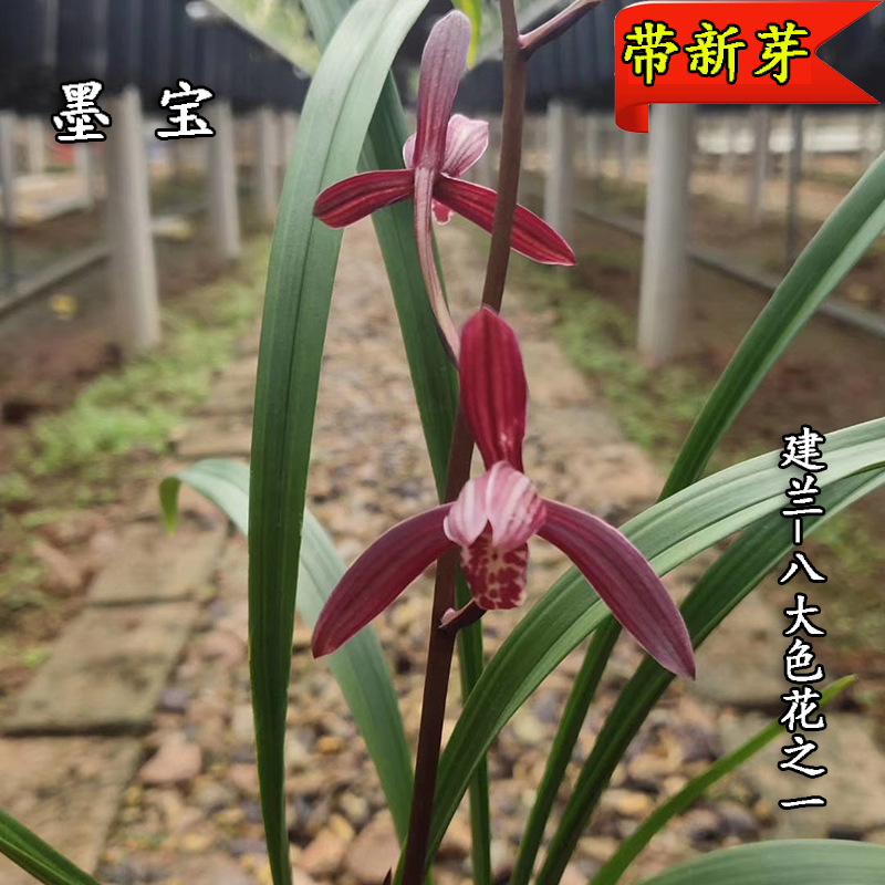 建兰花卉盆栽园艺绿植