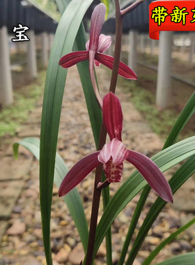 兰花苗春兰建兰红色花八大色花之一墨宝办公室内花卉园艺绿植盆栽