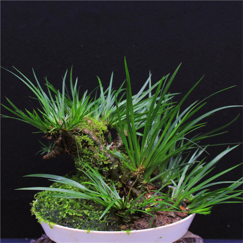 附石菖蒲龙根虎须花卉盆景水培蒲草客厅大型四季常青蕨类创意植物在类目 鲜花速递/花卉仿真/绿植园艺, 花卉/绿植盆栽（新）, 绿植中 - 来自Buy2taobao.com提供专业的淘宝代购服务
