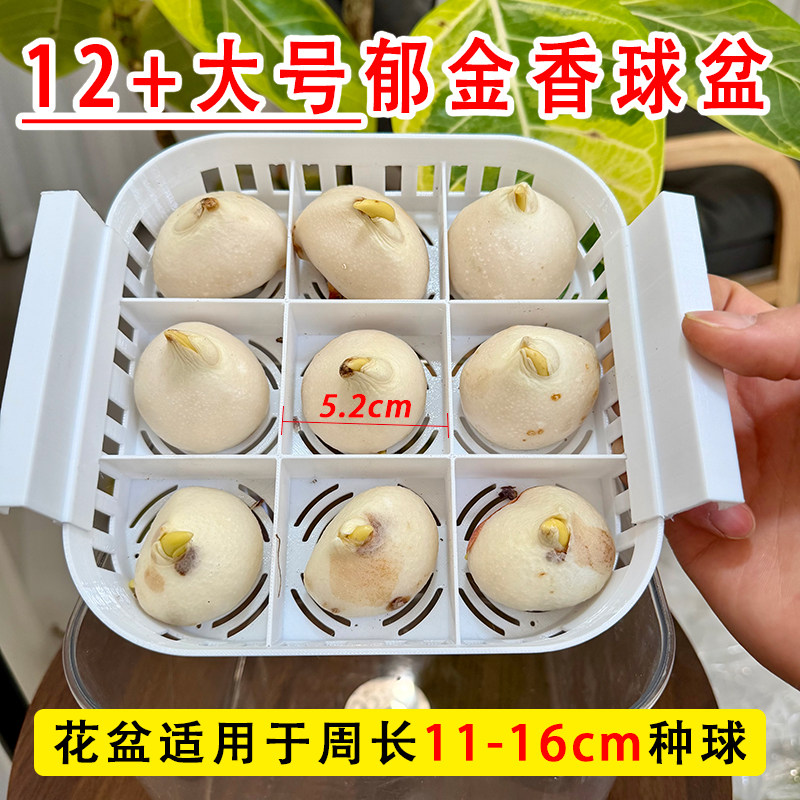 水培12+郁金香花盆9孔沥水篮可养9个种球方便换水透明塑料器皿,鲜花速递/花卉仿真/绿植园艺,花盆,淘宝优惠券,粉丝福利购,淘宝优惠卷