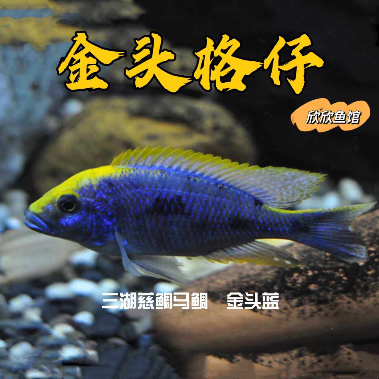 金头格仔金头蓝金头鸽子红头格仔台系进口非洲三湖慈鲷坦鲷马鲷