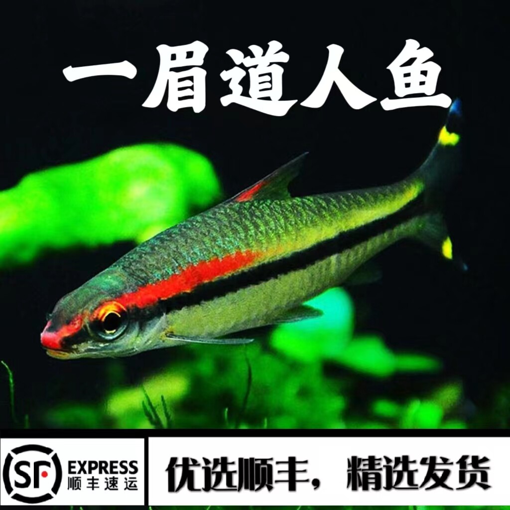 群游一眉道人鱼黑影道人鱼灯科鱼小型鱼南美淡水草缸之王除藻好养