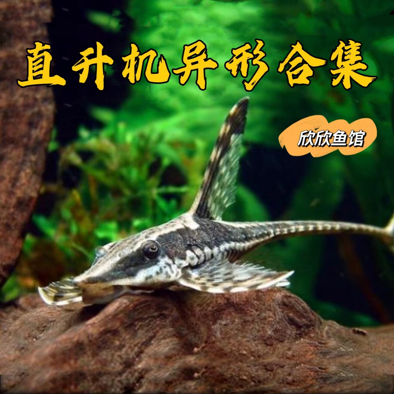 直升机异形鱼异型鱼皇冠黑魔神黄化直升机巴洛克红蜻蜓直升机鱼