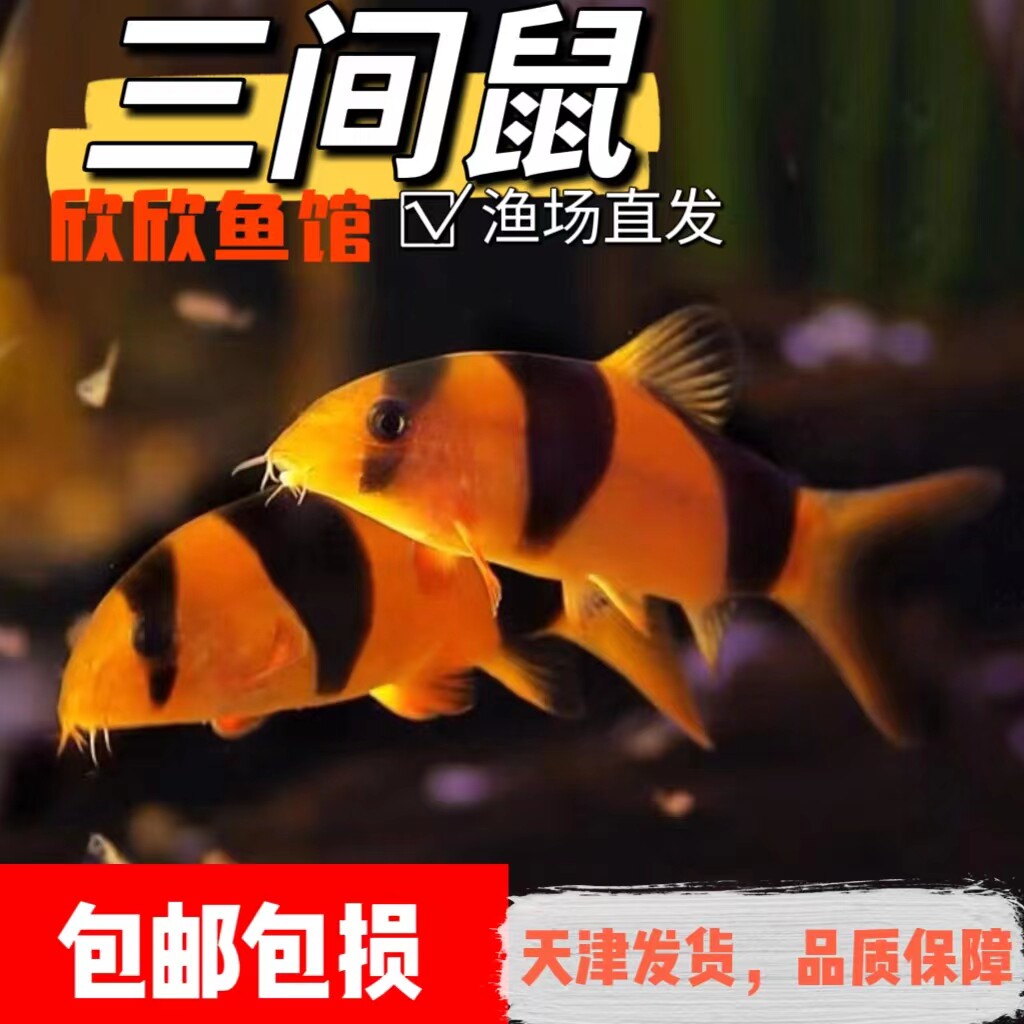 三间鼠鱼蓝皮鼠鱼大型鼠鱼活体工具鱼垃圾鱼清洁鱼热带观赏鱼