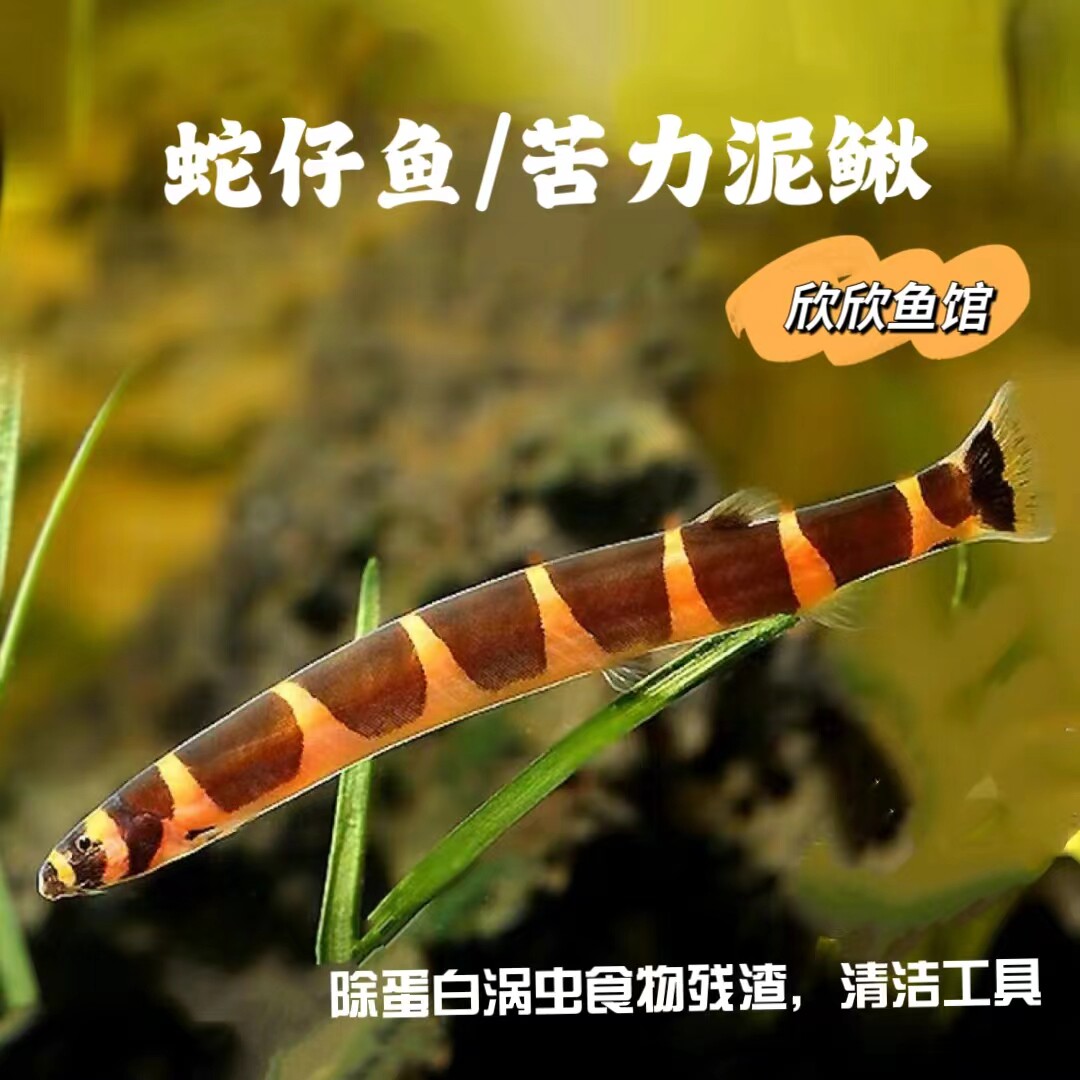 蛇仔鱼蛇崽鱼苦力泥鳅除蛋白涡虫草缸工具与滤食性工具鱼