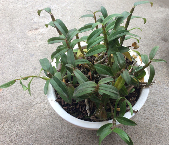 霍山石斛铁皮石斛苗 正宗三年仿野生超铁皮石斛苗 花卉绿植盆栽苗