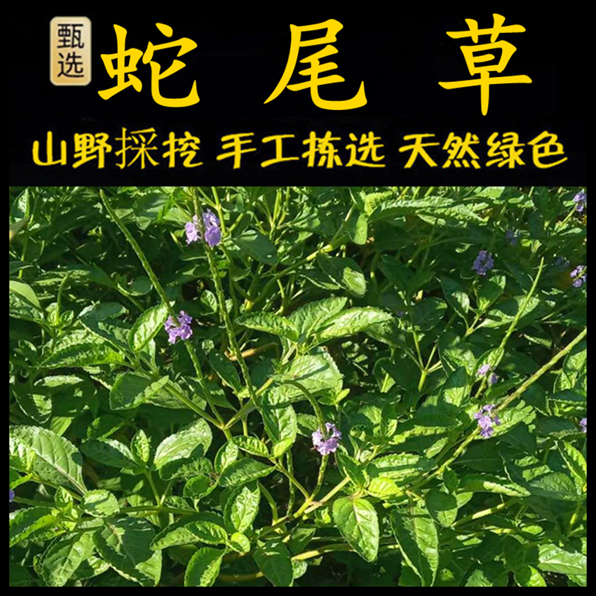 新鲜现采玉龙鞭潮汕青草堂蛇尾草