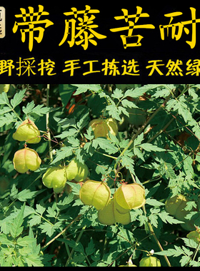 新鲜现采潮汕青草药带藤苦楝蔓藤苦楝软枝苦楝假苦瓜三角泡倒地铃