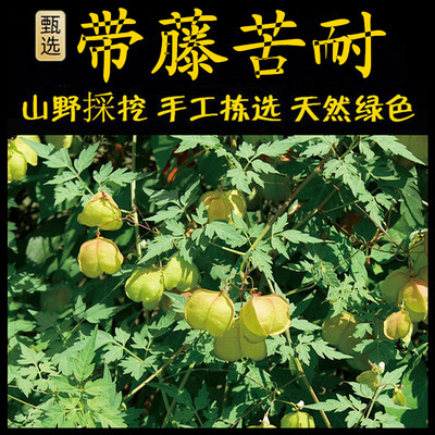 新鲜现采蔓藤苦楝潮汕青草堂