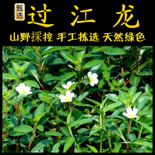 过塘蛇新鲜现采 潮汕青草药 过江龙 过沟龙 过江藤 水咬播 鱼鳔草