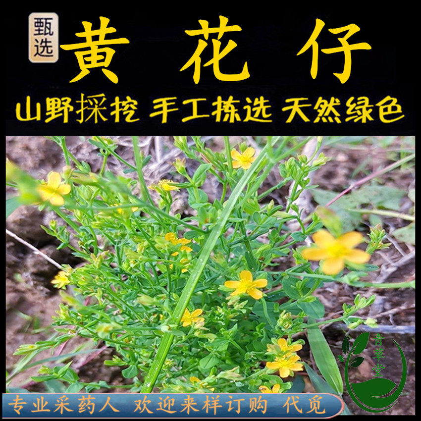 新鲜现采潮汕青草药 方枝黄花仔 黄花草 七寸金 软枝田基黄地耳草