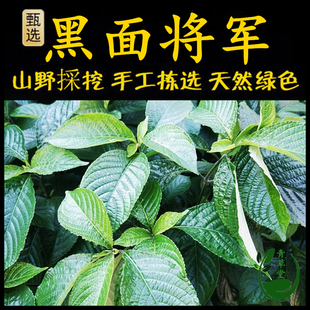 新鲜现采潮汕青草乌面将军马来西亚黑面将军脆叶马兰破石草地毡草