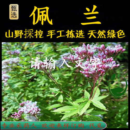 新鲜现采佩兰草潮汕青草独角金象