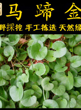 马蹄金 新鲜现采潮汕青草药 鱼脐草 蚬壳草 蛇脐草 马蹄金 钮仔草