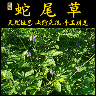 新鲜现采 潮汕青草药 蛇尾草 玉龙鞭 假马鞭草 玉郎鞭 万灵草