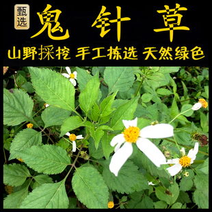 鬼针草新鲜现采潮汕青草三叶鬼针草 四方枝苦楝 四方枝苦耐虾尾草