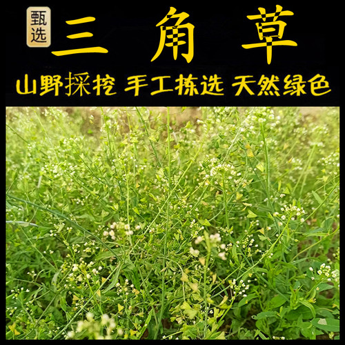 新鲜现采香包草潮汕青草堂三角草
