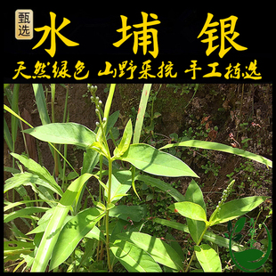 新鲜现采星宿菜潮汕青草红脚兰 红脚蓝 红脚南水埔银红根仔红头绳