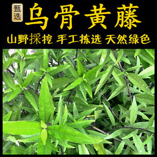 新鲜现采潮汕青草药乌骨黄藤小驳骨丹接骨筒接骨草接骨藤尖尾凤