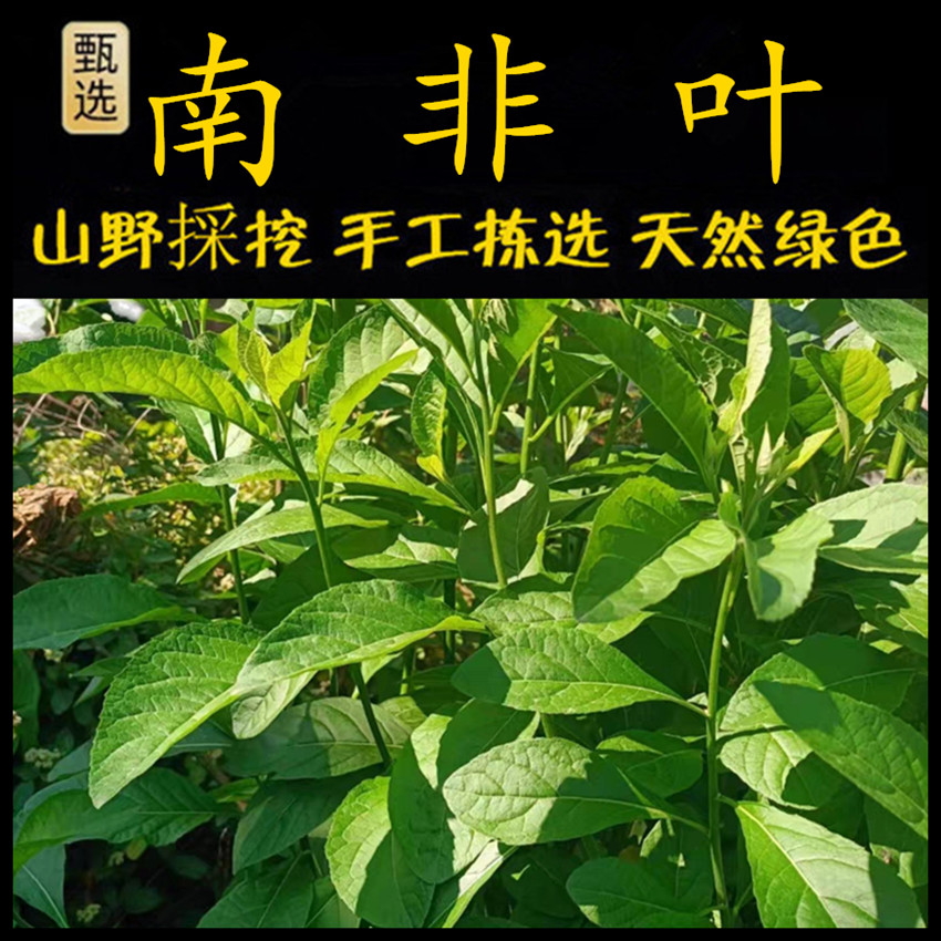 南非叶新鲜现采潮汕青草药南非叶苦丁茶叶将军叶桃叶斑鸠菊苦茶叶