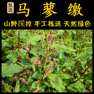 新鲜现采潮汕青草药马了缴马蓼缴蓼子草水辣蓼辣椒草旱蓼红辣蓼草