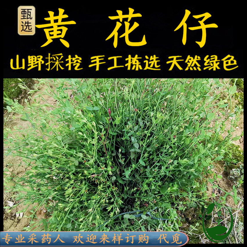 新鲜现采潮汕青草药软枝小田基黄方枝地耳草黄花仔草七寸金对叶草