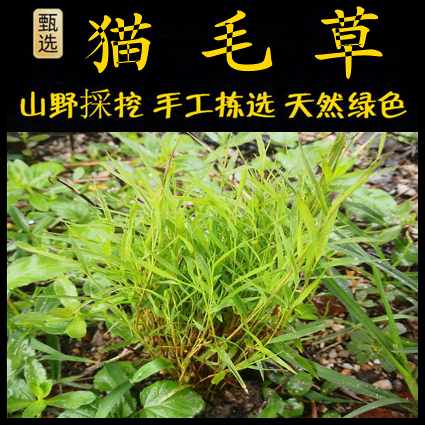 金丝草  新鲜现采潮汕青草药 猫毛草金丝草 黄毛草 狐狸尾 笔仔草